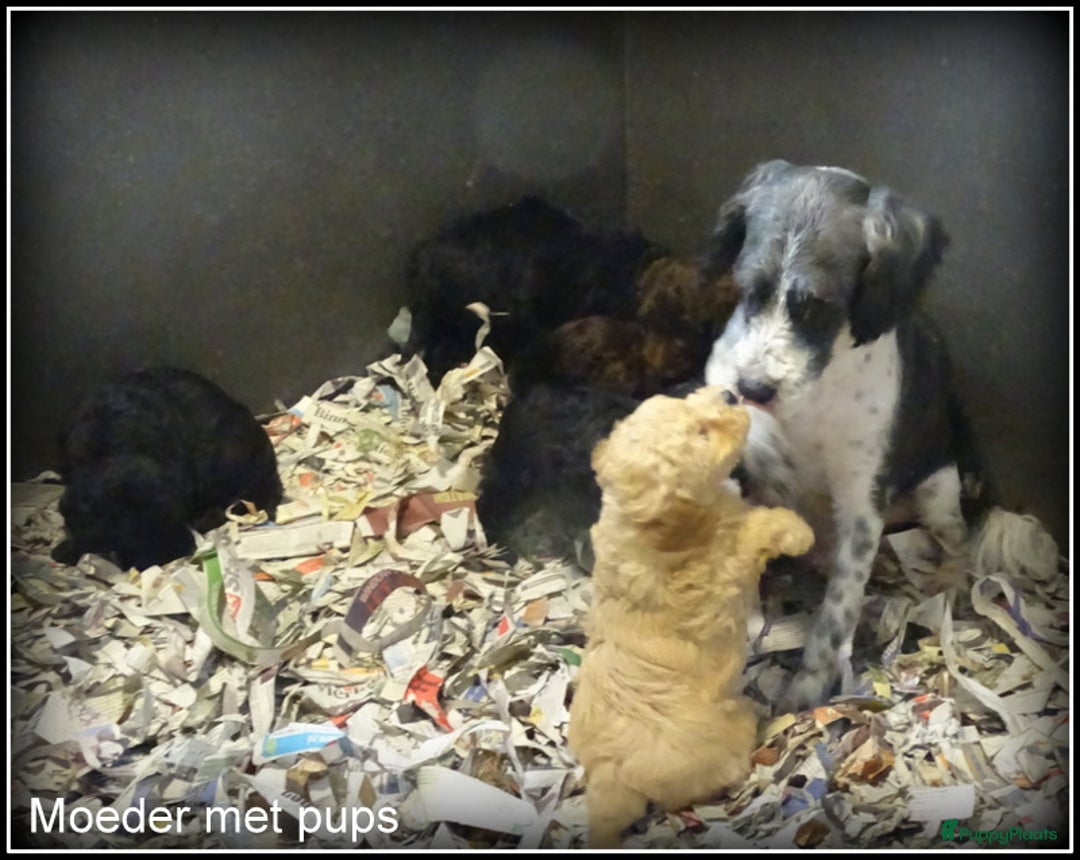 Kruising honden te koop: Boompoo F1b pups. Boomer x Poedel - Advertentie 4