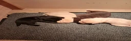 Labrador Retriever honden te koop: Labrador pups te koop in Terschuur - Advertentie 9