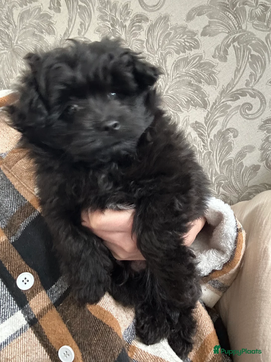 Kruising honden te koop: Mini doodle reu - Advertentie 6