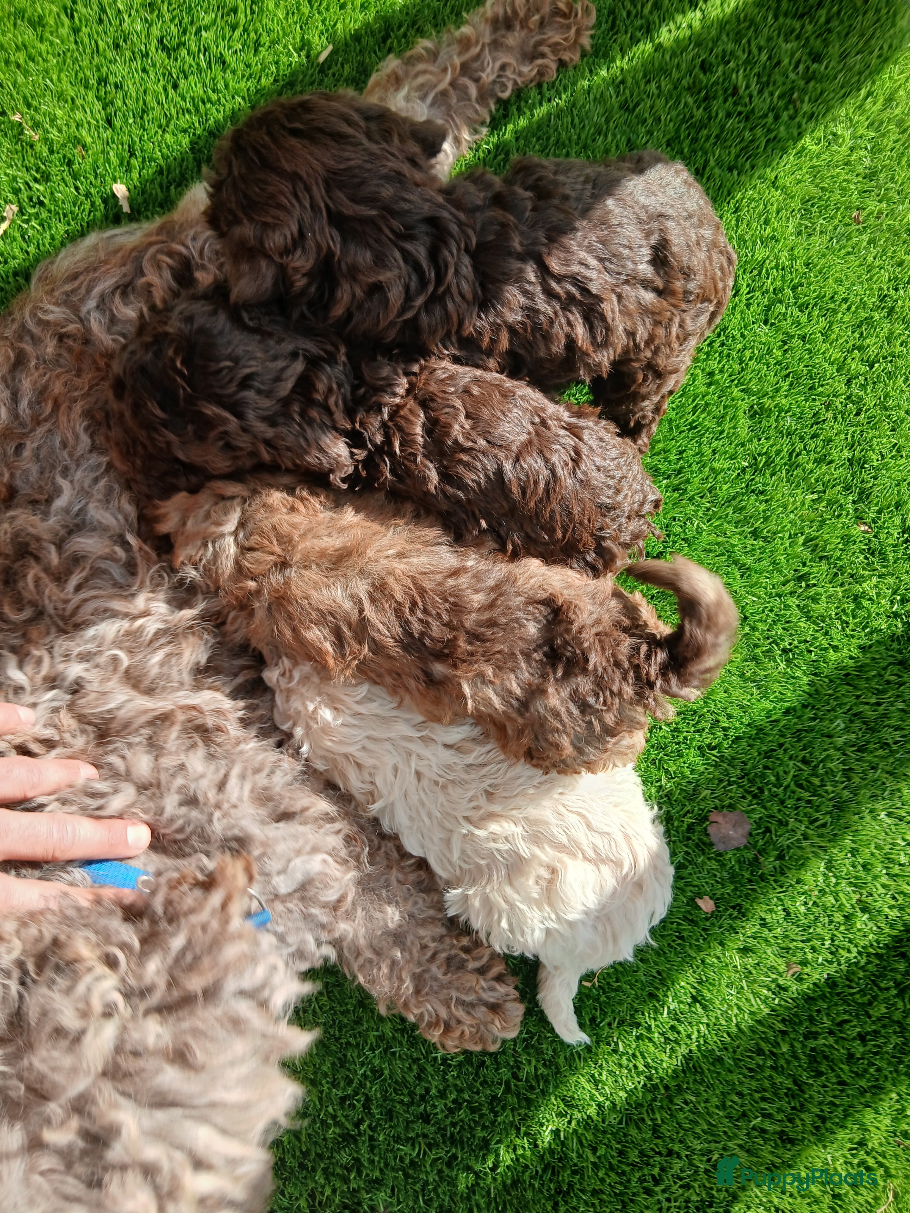Lagotto Romagnolo honden Exclusief nestje Lagotto Romagnolo pups - Advertentie 1