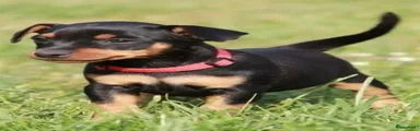Dwergpinscher 3