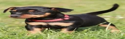 Dwergpinscher honden te koop: Dwergpincher puppy's aangeboden  - Advertentie 4