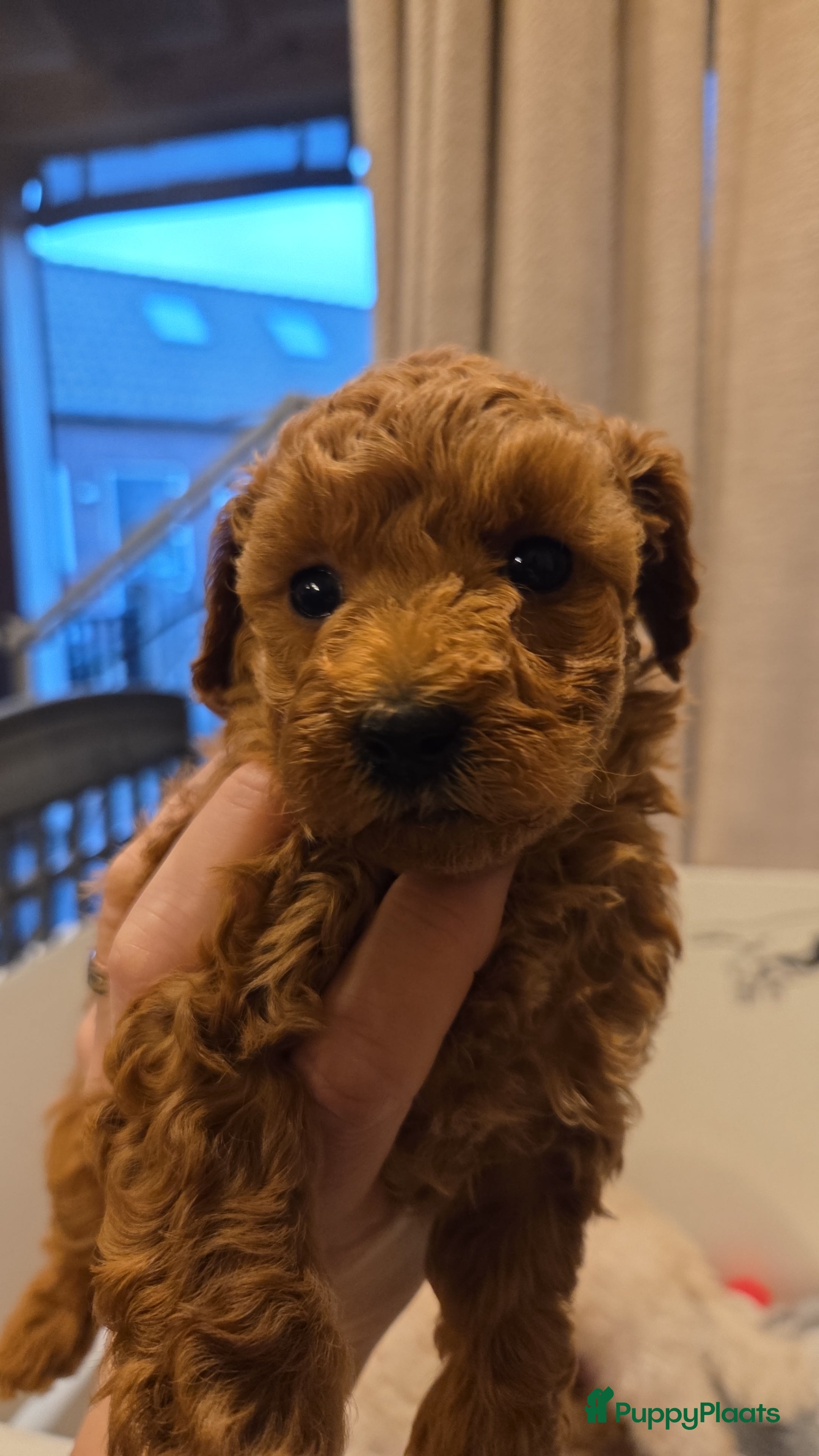 Poedel Toy honden Toypoedels - Advertentie 1