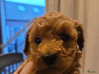 Poedel Toy honden Toypoedels - Advertentie 1