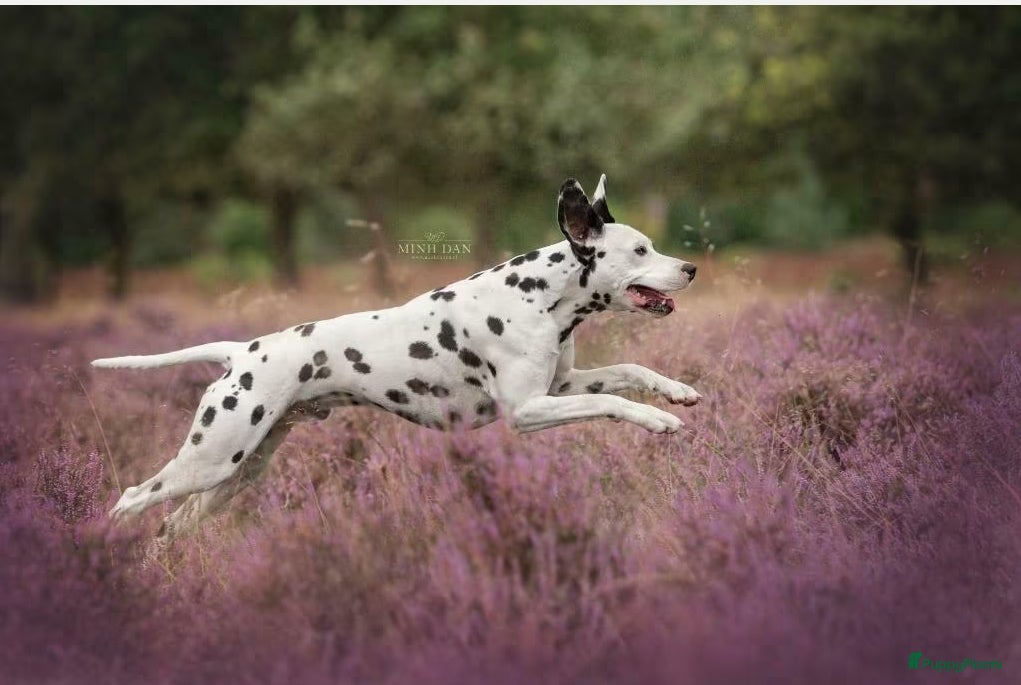 Dalmatiër honden Aankondiging nestje Dalmatiërs  - Advertentie 2