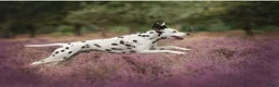 Dalmatiër honden te koop: Aankondiging nestje Dalmatiërs  - Advertentie 2