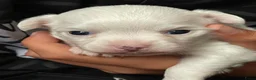 Chihuahua honden te koop: Chihuahua pups raszuiver (nog 3 beschikbaar) - Advertentie 16