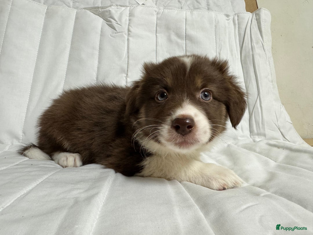 Kruising honden te koop: 1/4 Australian shepard x 3/4 Border collie pups - Advertentie 11