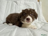 Kruising Puppy 8