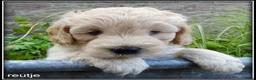 Labradoodle honden te koop: Labradoodle mini pups +/- 40 cm - Advertentie 8