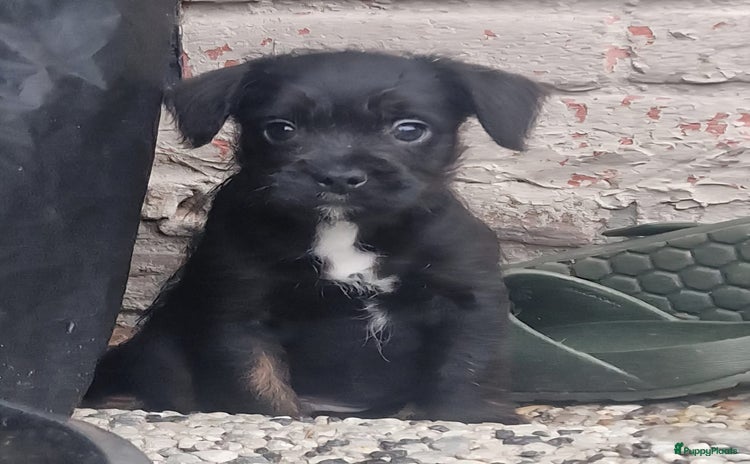 Kruising honden Prachtige dwerg poedel kruising pups - Advertentie 2