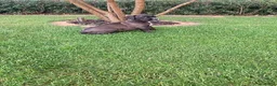 Cane Corso honden te koop: Cane Corso - Advertentie 8