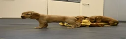 Engelse Cocker Spaniel honden te koop: Engelse Cocker Spaniel pups - Advertentie 20