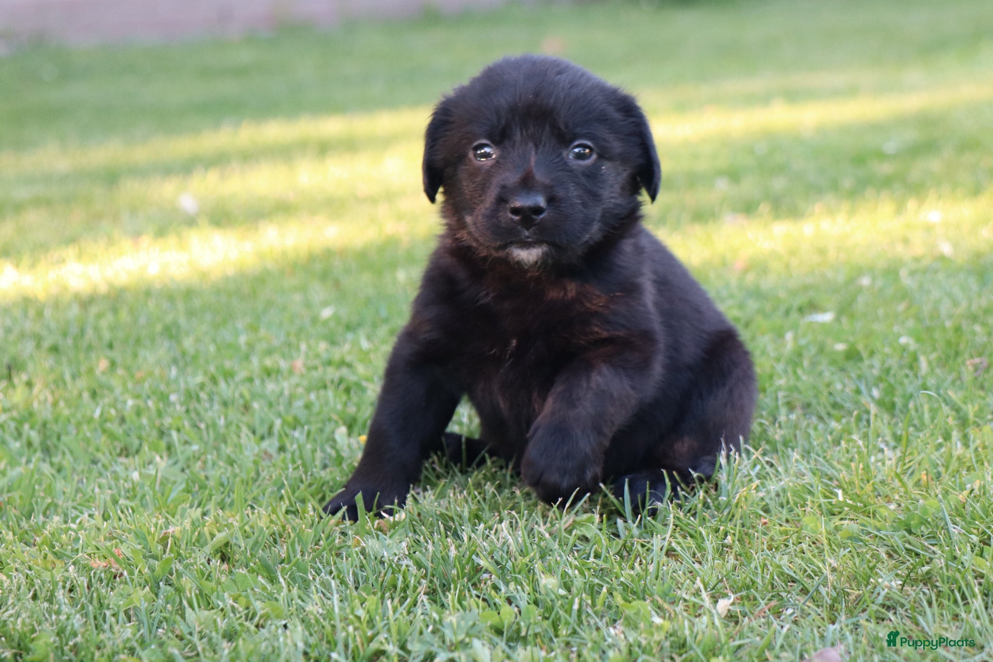 Kruising honden te koop: Prachtige labradorpups kruising  in Someren - Advertentie 6