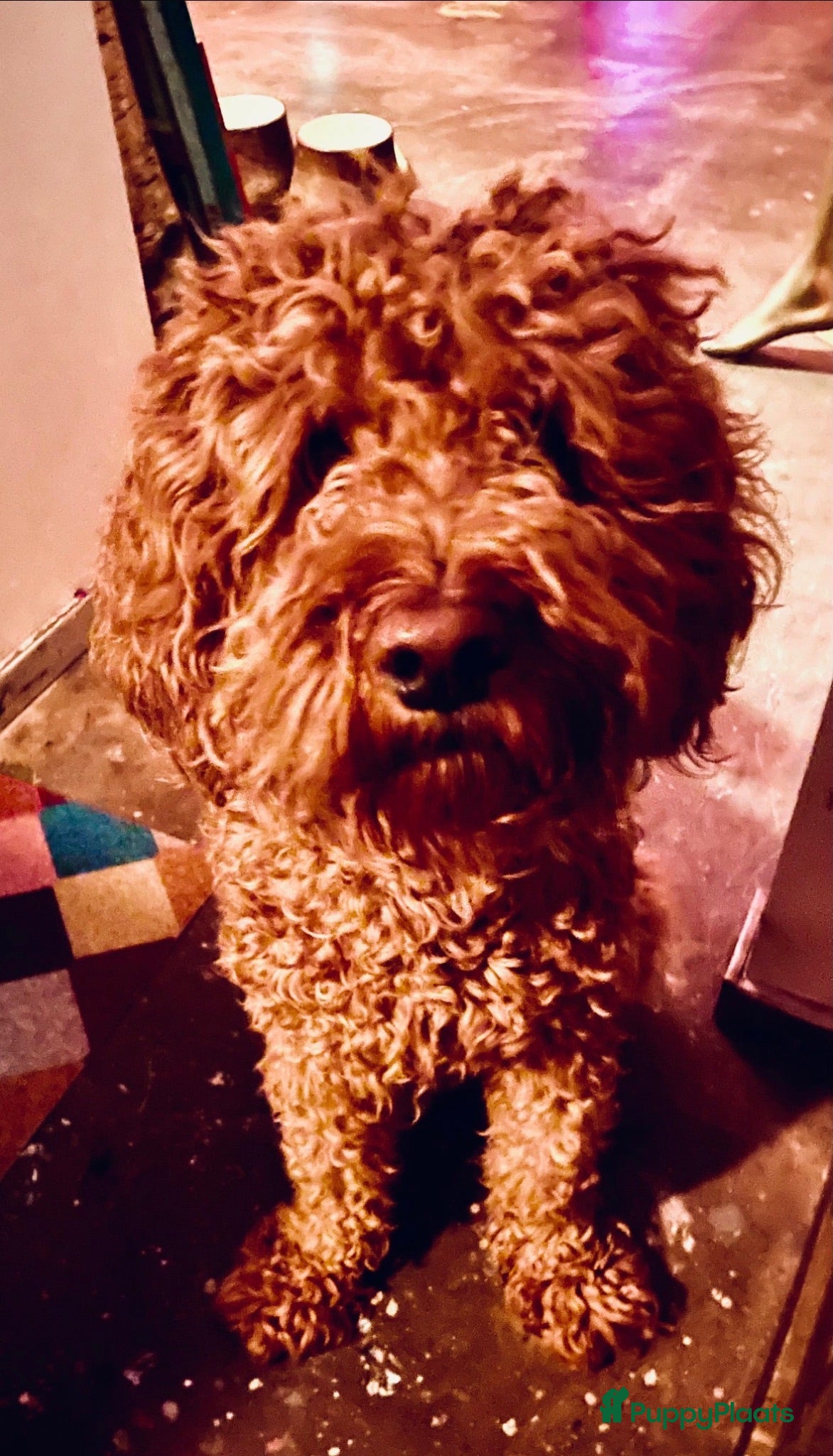 Labradoodle honden KNAPPE HALF AUSTRALIAN LABRADOODLE DEKREU PUK - Advertentie 4