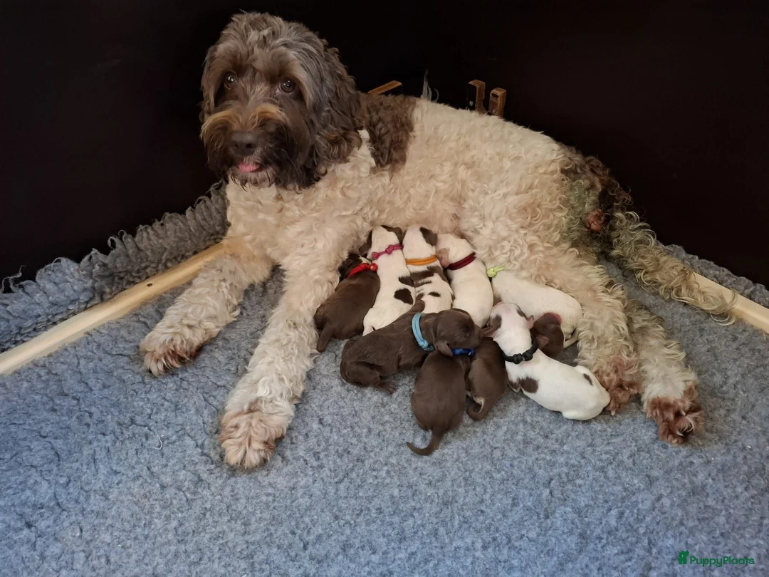 Australian Labradoodle honden te koop: Australian Labradoodle mini pups - Advertentie 3