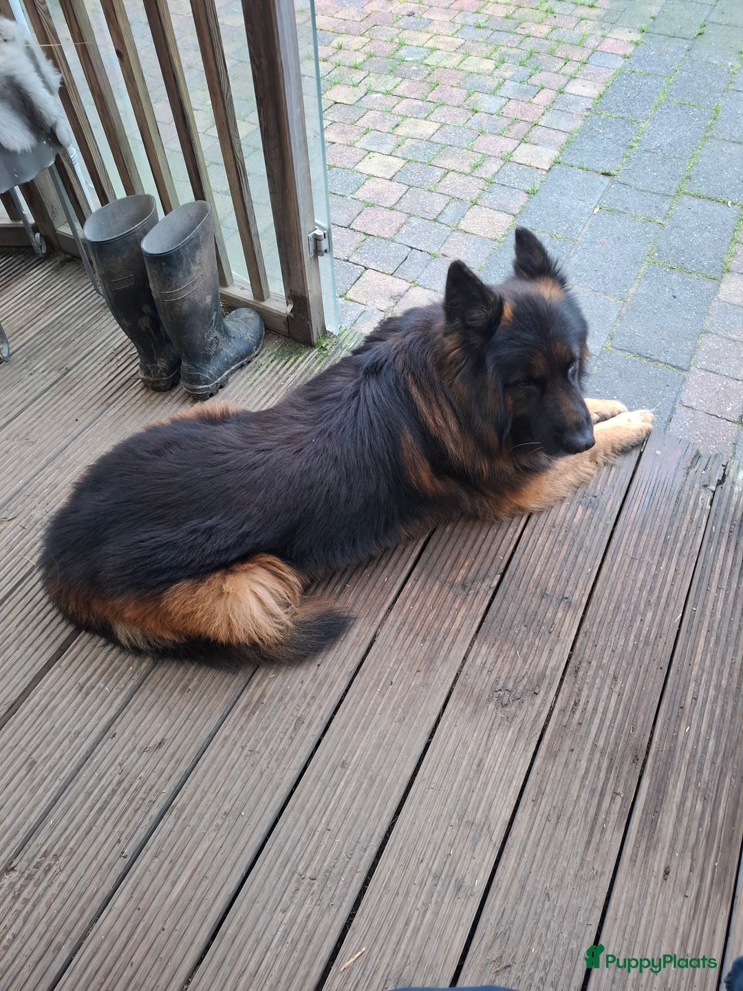 Kruising honden te koop: Kruising mechelse Hollandse herder x duitse herder - Advertentie 14