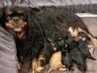 Cavalier King Charles Spaniel honden Prachtige Cavalier King Charles Spaniels puppy's - Advertentie 5