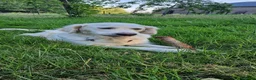 Golden Retriever honden te koop: Raszuivere golden retriever pups - Advertentie 9