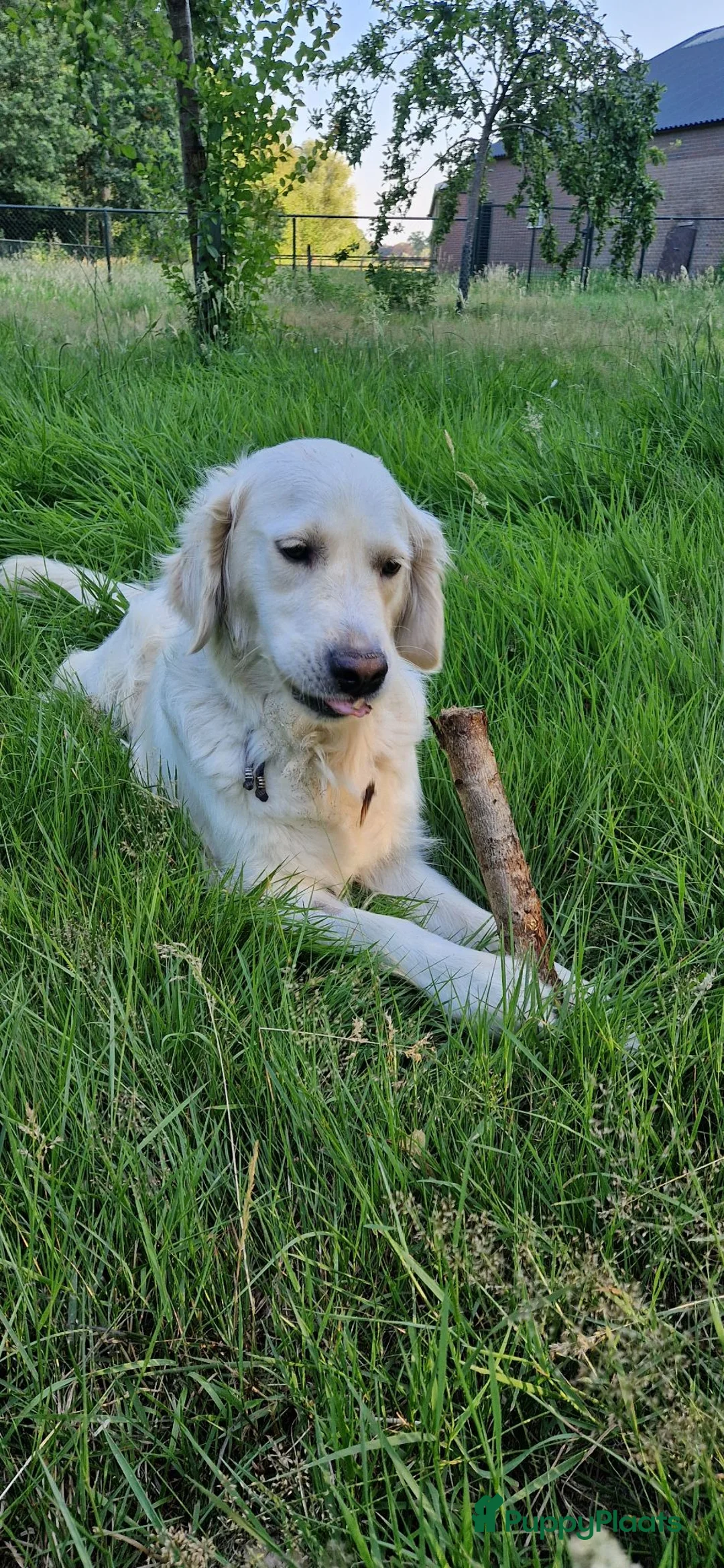 Golden Retriever honden te koop: Raszuivere golden retriever pups - Advertentie 9