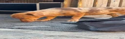 Jack Russel Terriër honden te koop: Choco merle Jackrussel  - Advertentie 2