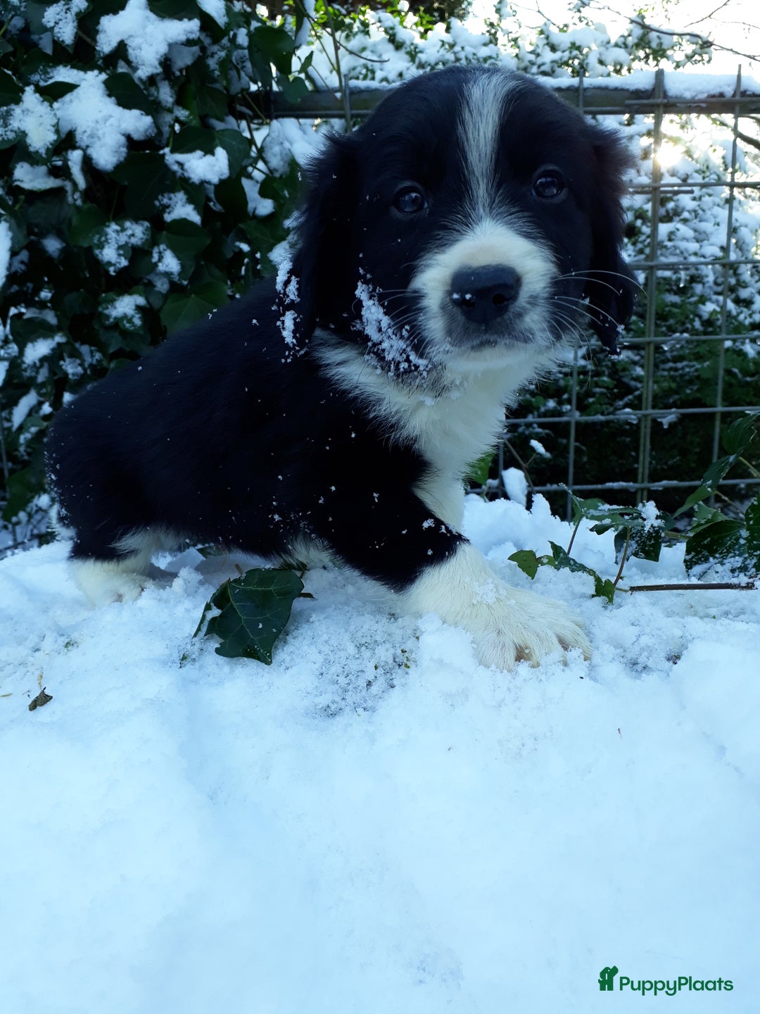 Kruising honden te koop: Prachtige kruising pups - Advertentie 3