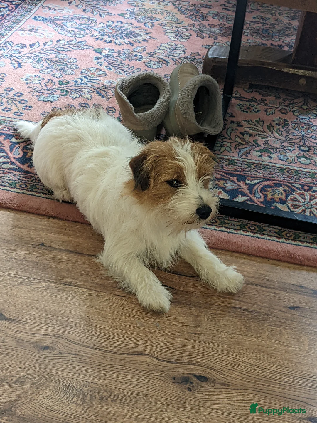 Jack Russel Terriër honden te koop: Prachtige ruwharige Jack Russell pups - Advertentie 2