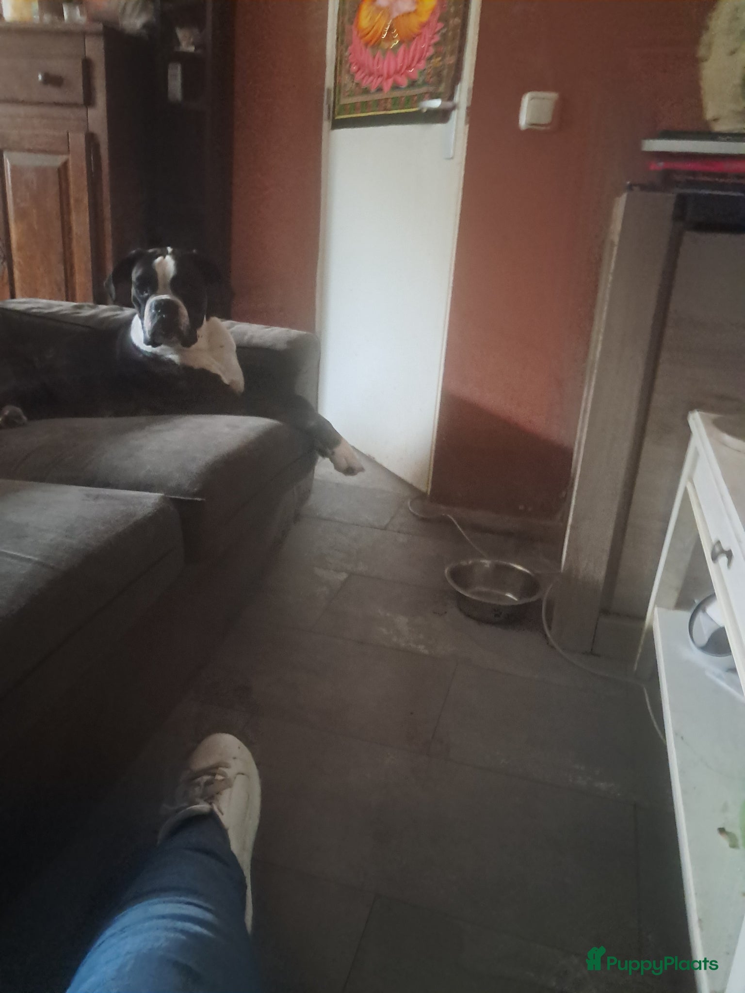 Boxer honden Boxer puppy's te koop - Advertentie 9