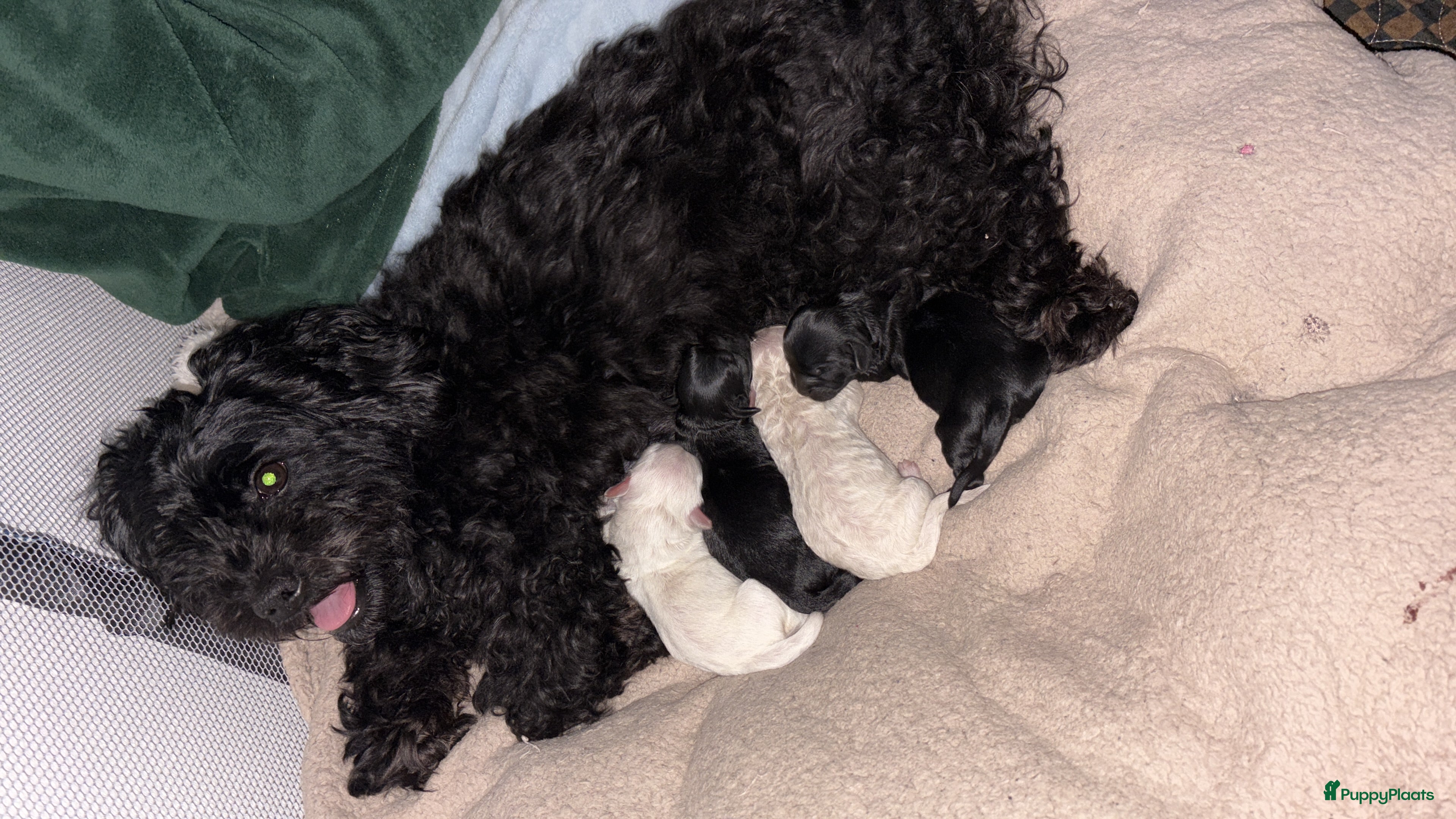 Maltipoo honden Lieve maltipoo puppy’s  - Advertentie 2