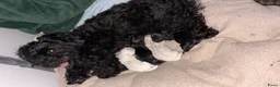 Maltipoo honden te koop: Lieve maltipoo puppy’s  in Krimpen aan den IJssel - Advertentie 2