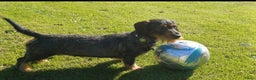 Ruwhaar Teckel honden te koop: Stamboom FCI pups ruwhaar teckels - Advertentie 3