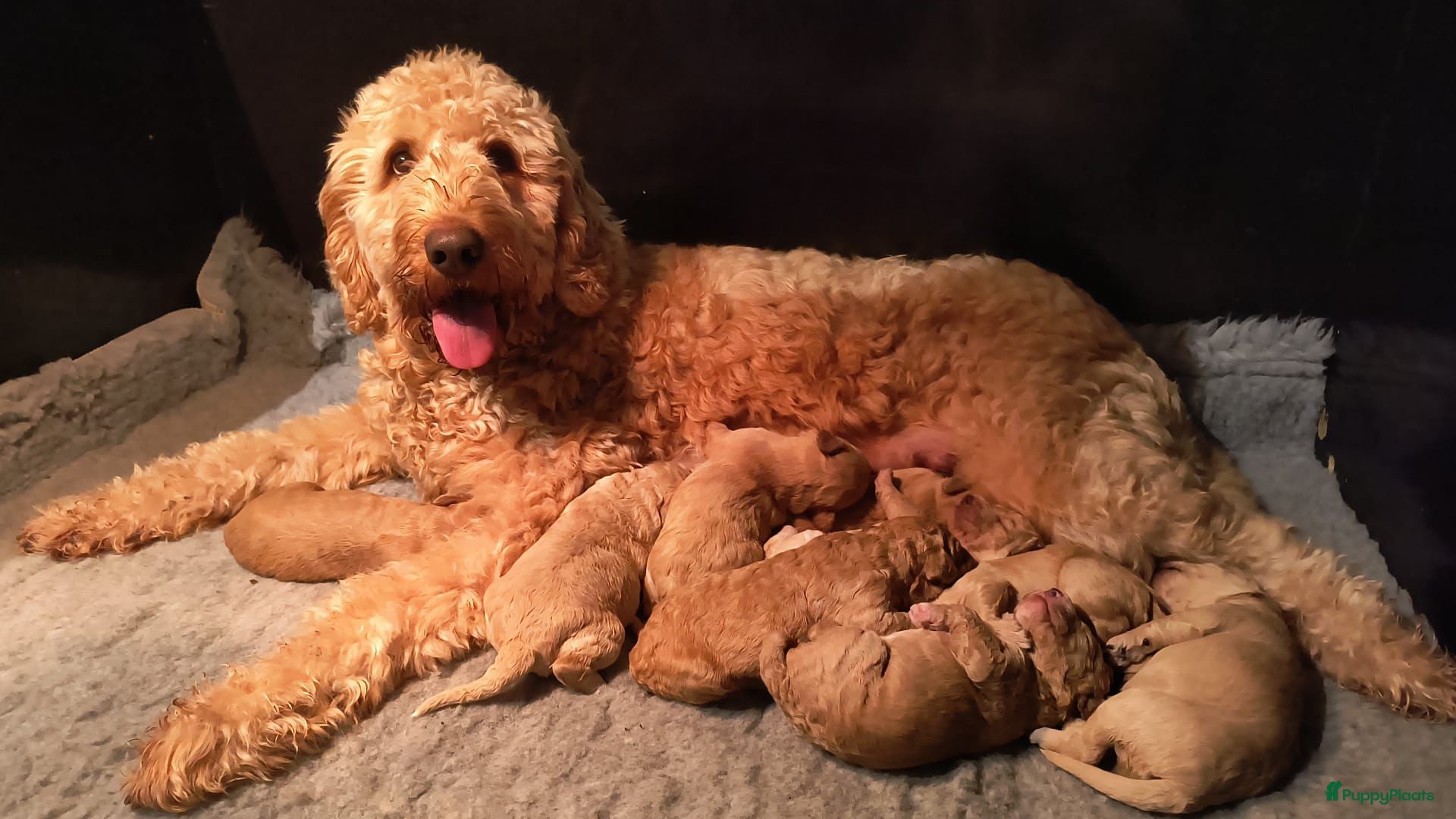 Kruising honden Goldendoodle Medium Pups Geboren - Advertentie 2