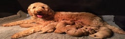 Kruising honden te koop: Goldendoodle Medium Pups Geboren - Advertentie 1