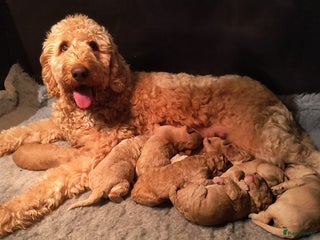 Kruising honden Goldendoodle Medium Pups Geboren - Advertentie 1