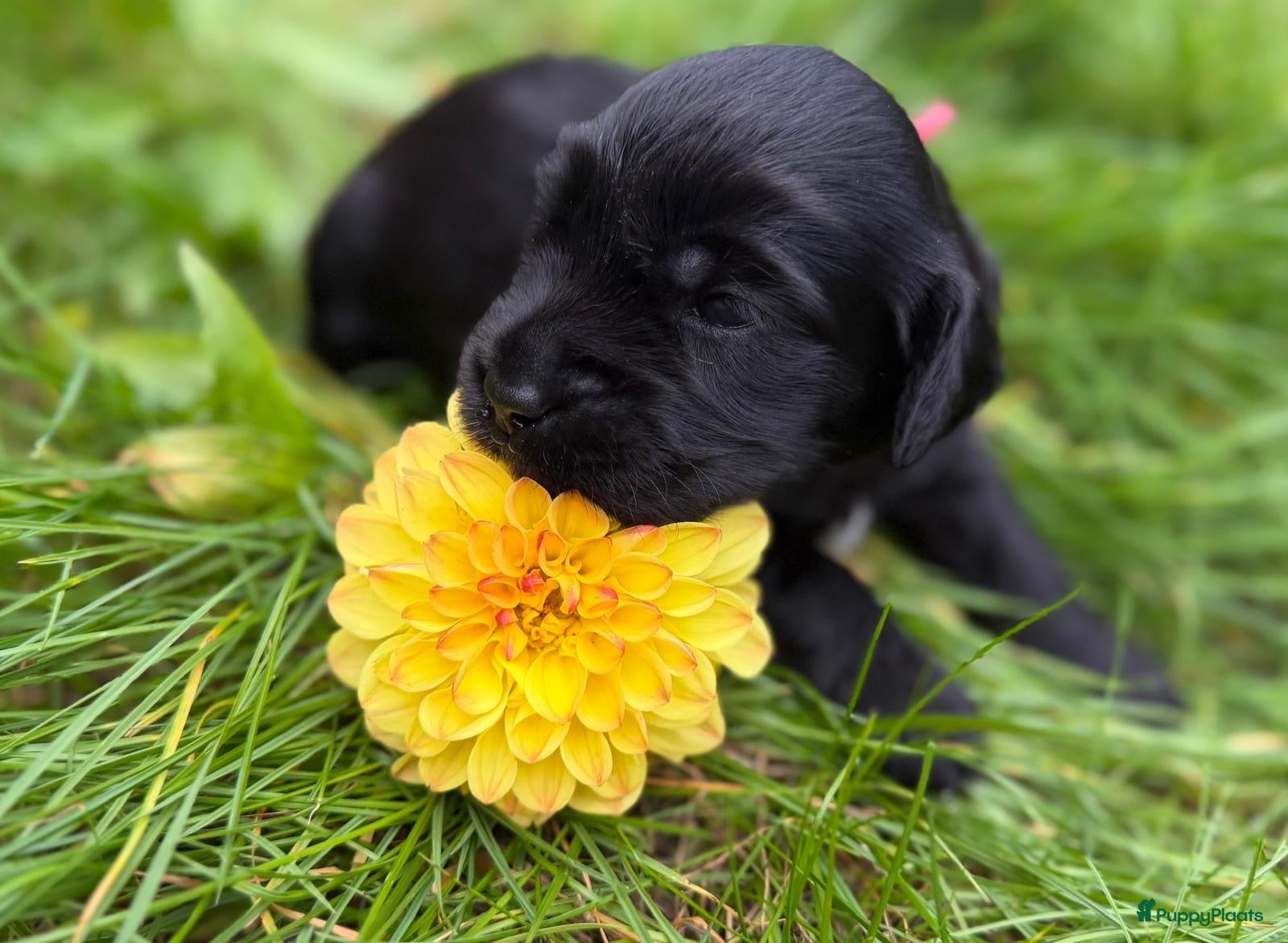 Labradoodle honden Labradoodles te koop - Advertentie 1