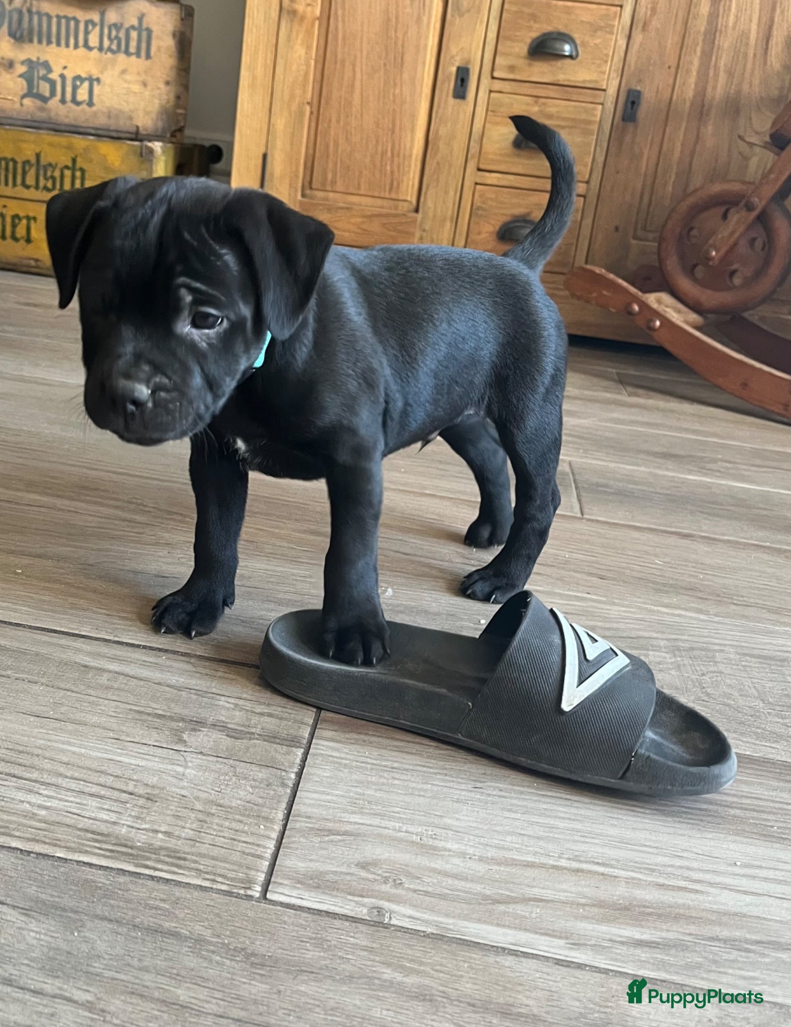 Engelse Stafford honden Engelse Stafford pup met FCI stamboom - Advertentie 2