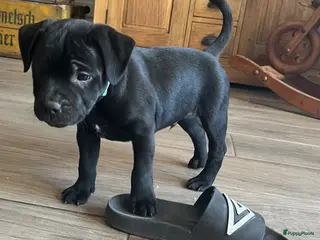 Engelse Stafford honden Engelse Stafford pup met FCI stamboom - Advertentie 2