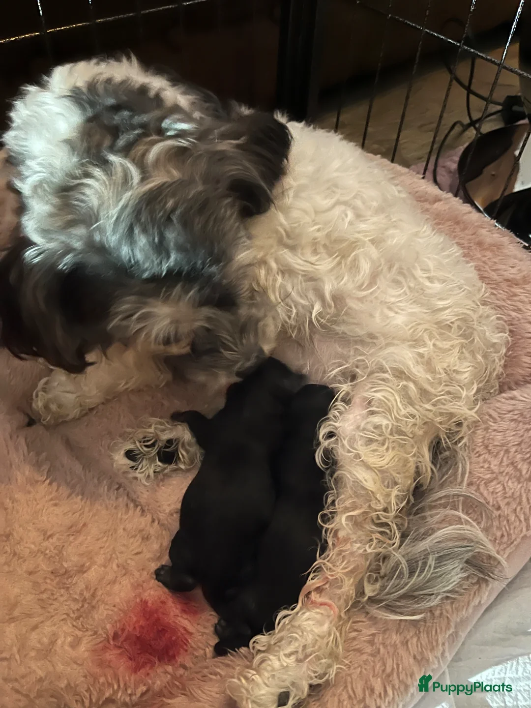 Kruising honden te koop: Nog 2 prachtige black and tan boompoo pups  - Advertentie 1