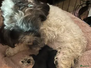 Kruising honden Nog 2 prachtige black and tan boompoo pups - Advertentie 5