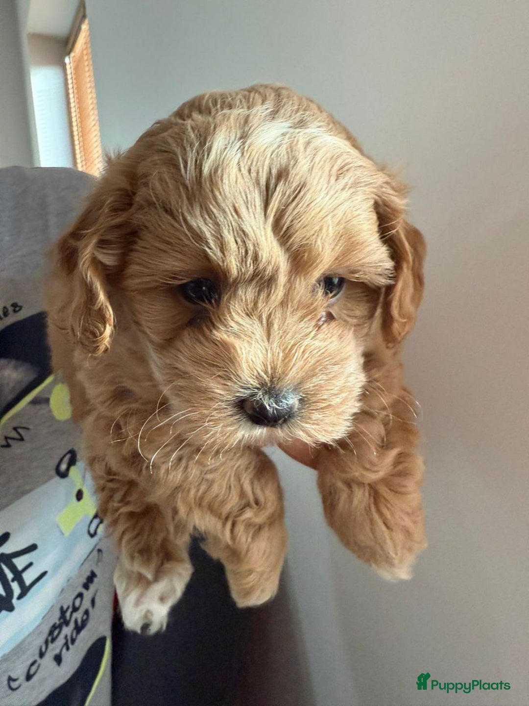 Maltipoo honden te koop: malteserpoedel pup, 7 weken - Advertentie 3