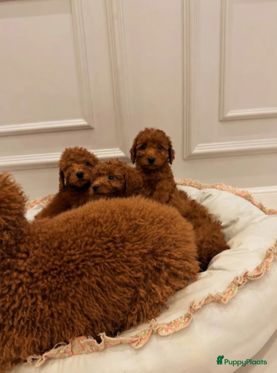 Poedel Toy honden te koop: Toypoedelpuppy's - Advertentie 2