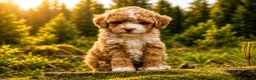 Maltipoo honden te koop: Sociale kleine Maltipoo puppy’s 🥰 - Advertentie 9