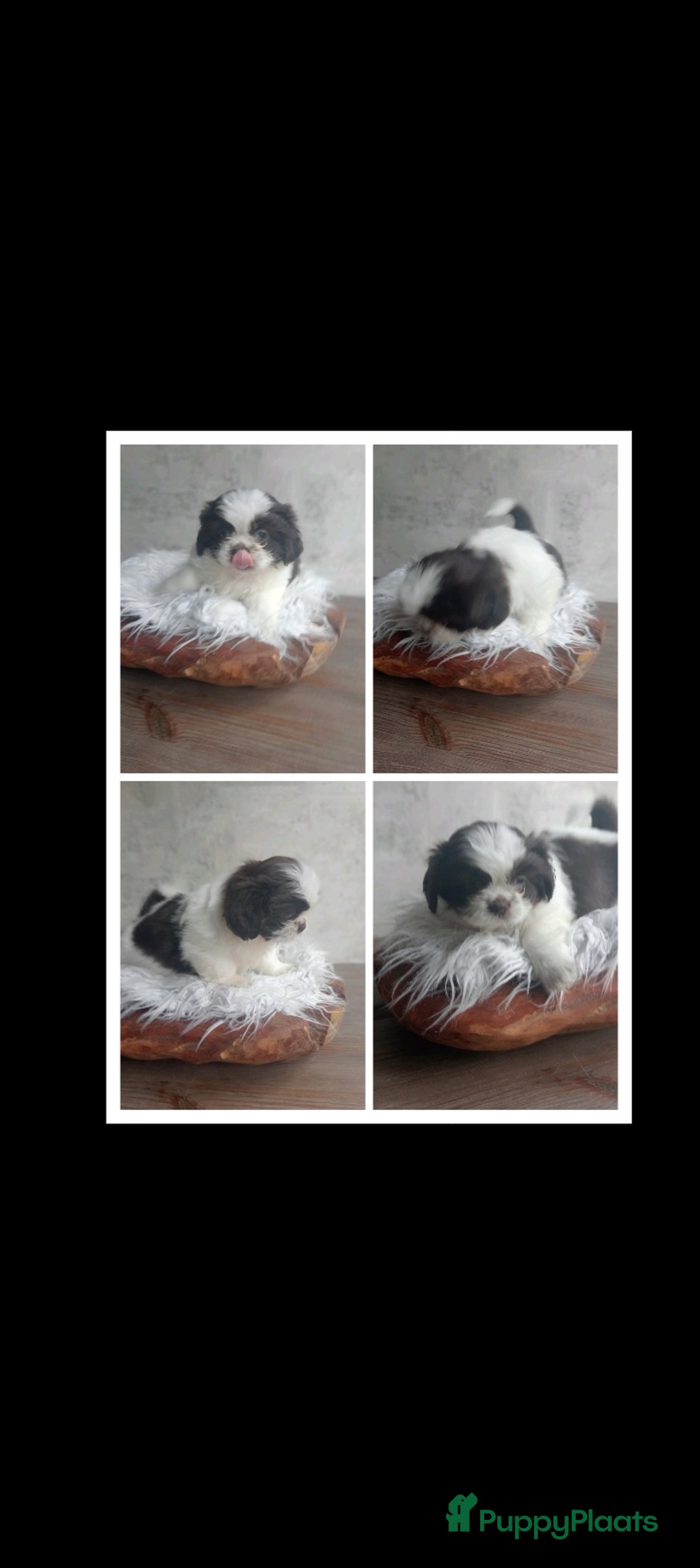 Shih Tzu honden te koop: Raszuivere Shih tzu pups nog 1 teefje en 1 reutje  - Afbeelding 21