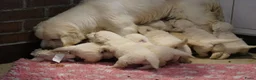 Golden Retriever honden te koop: Golden Retriever Pups met Stamboom. - Advertentie 21