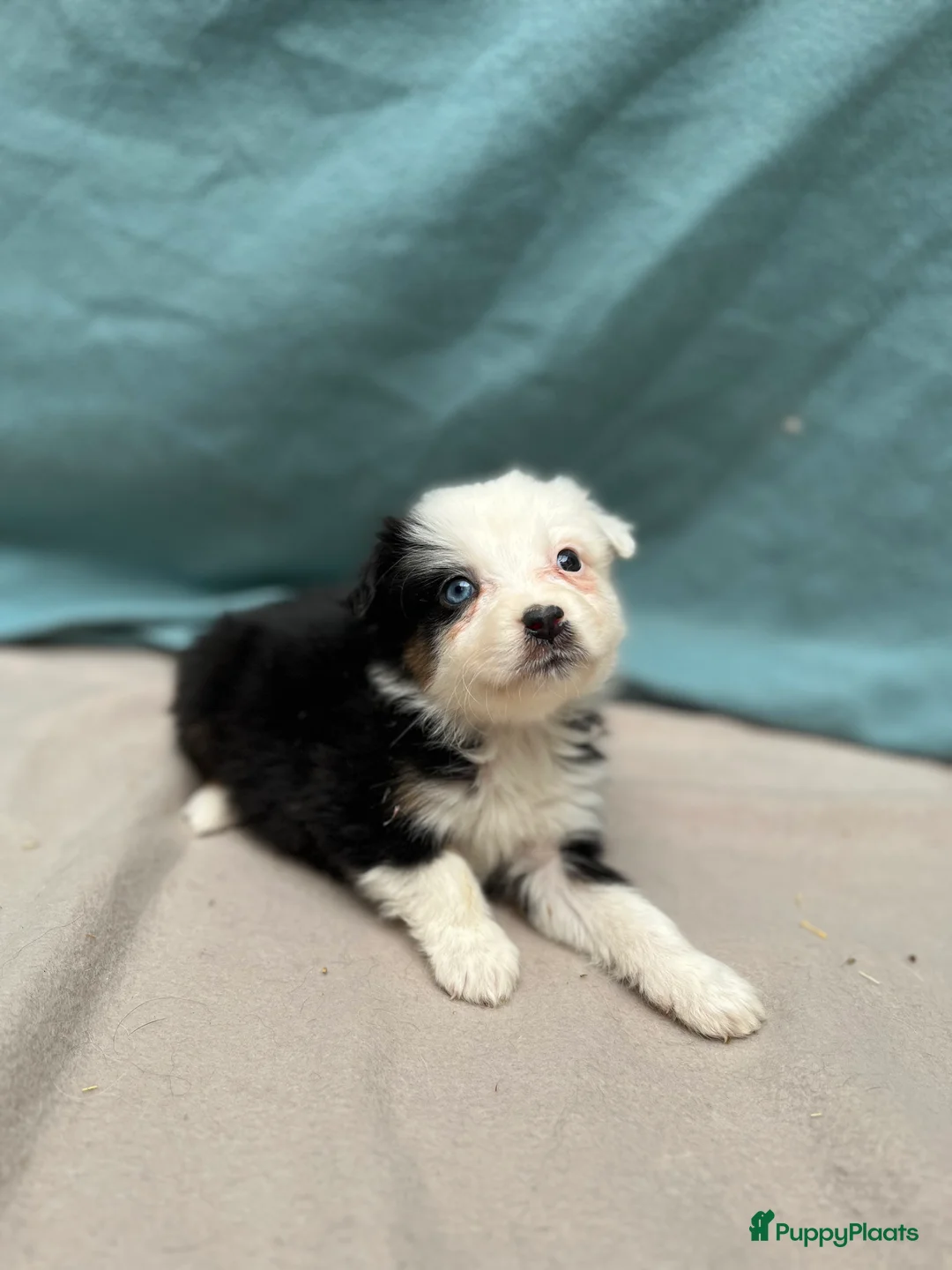 Australian Shepherd honden te koop: Mini australian shepherd  - Advertentie 3