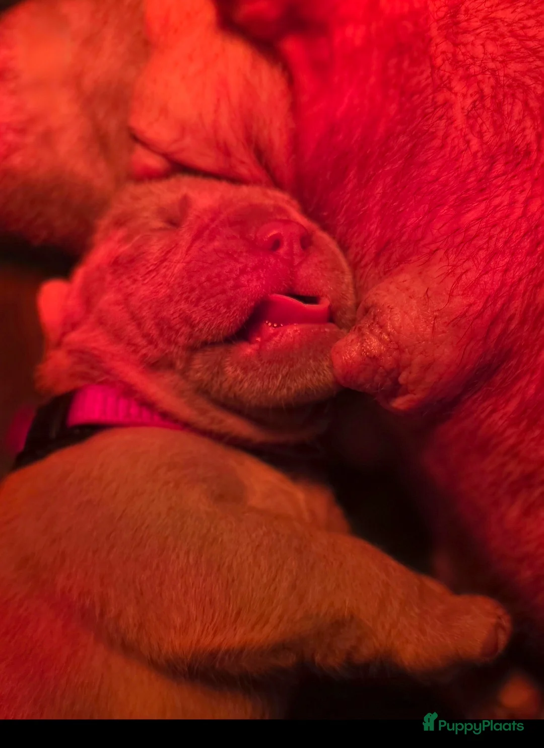 Old English Bulldog honden te koop: Old english bulldog teefje Olivia  - Advertentie 5