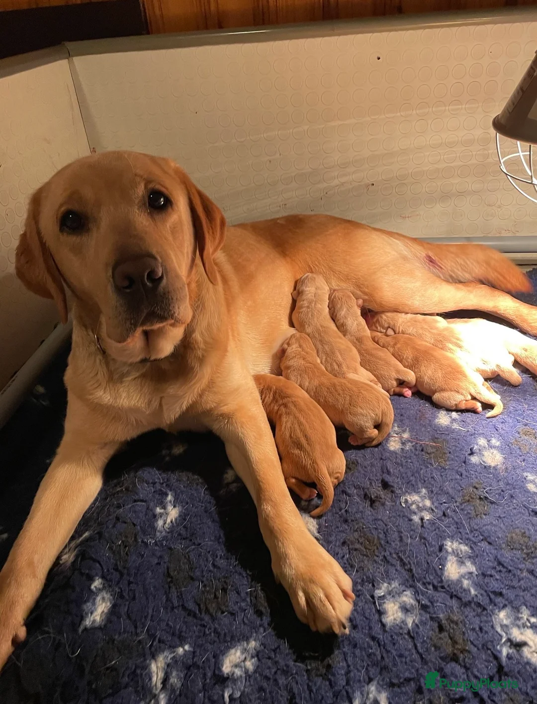 Labrador Retriever honden te koop: Gele labradorpups verwacht in Daarle - Advertentie 2
