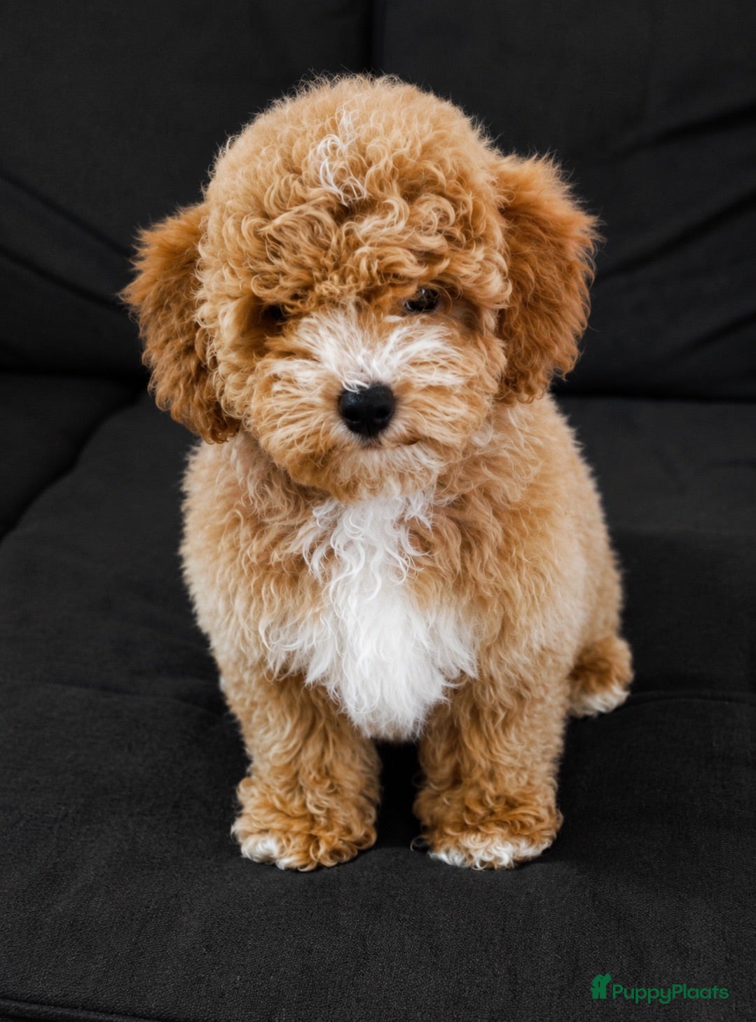 Cockapoo honden Cockapoo pup - Advertentie 1