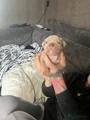Amerikaanse Bully Puppy 5