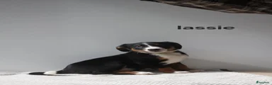 Appenzeller Sennenhond 3 (Lassie)